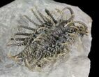 Spine-On-Spine Koneprusia Trilobite - Best Of The Best! #64917-1